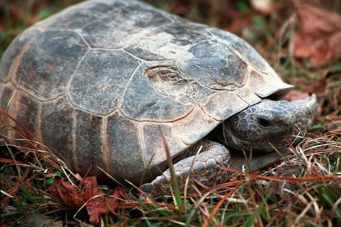 The gopher tortoise is Georgia's official state reptile