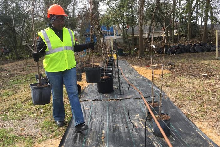 Vanessa Lawrence moves saplings into place in a city lot that's being coverted to a tree nursery on East Gwinnett Street.