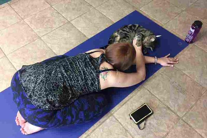 Marliese Thomas at the Birmingham Humane Society's first ever cat yoga class. Would you take an exercise class with your pet?