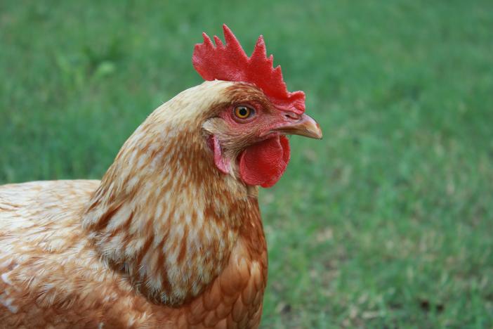 "Debbie" named after famed singer Debbie Harry, one of the chicken's belonging to Lacey and D.S. Resch in Macon.