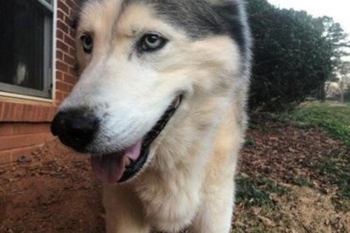 Cooper, a husky-malamute mix, was one of the first to receive a pacemaker through the Navicent Health-University of Georgia Pacemaker Donation Program. His family reports that he is doing well.