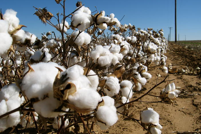 Cotton plants. 