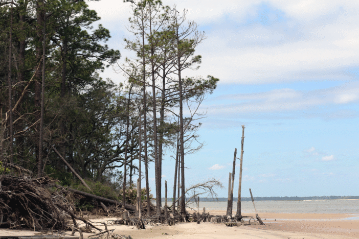 Trees on the beach at Cumberland Island, in viewing distance of the proposed Spaceport launch area.