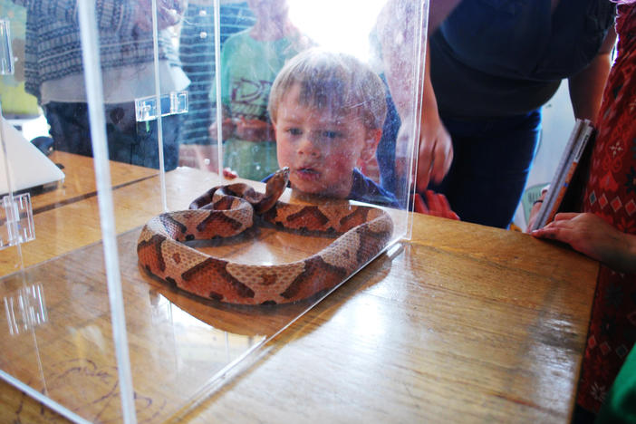 Puddles the Copperhead keeps cool in the face of a curious onlooker. To get help identifying a potential copperhead snake in the Atlanta area call 678-753-4302 or email pictures of the snake to atlantacopperheads@gmail.com. 