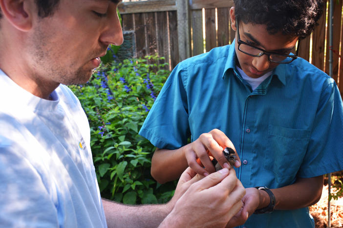 Smithsonian scientist Clay Graham (left) passes a downy woodpecker to Aniketh Venkateswaran to release. Participation is a big part of the Neighborhood Nestwatch program.