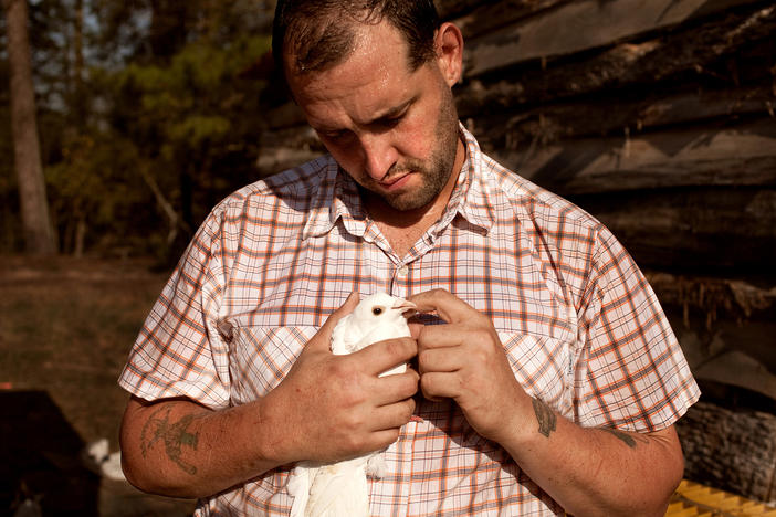 U.S. Army veteran Alex Sutton cradles a rock dove show pigeon, one of many heritage poultry breeds being raised on his 43 acre farm in Moore County, North Carolina. He is featued in the documentary, Farmer/Veteran.