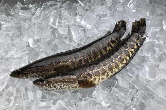 It's illegal to transport or possess any species of snakehead fish without a license in Georgia.