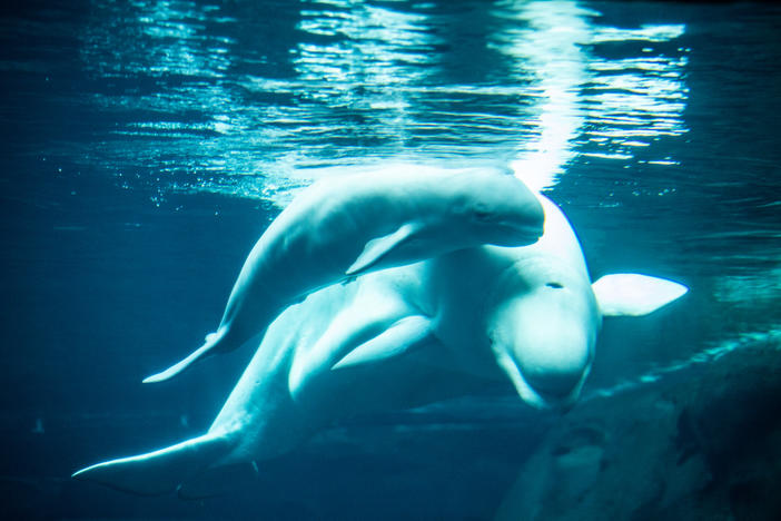 The Georgia Aquarium's 20-year-old beluga whale, Whisper, gave birth May 17 to a calf.