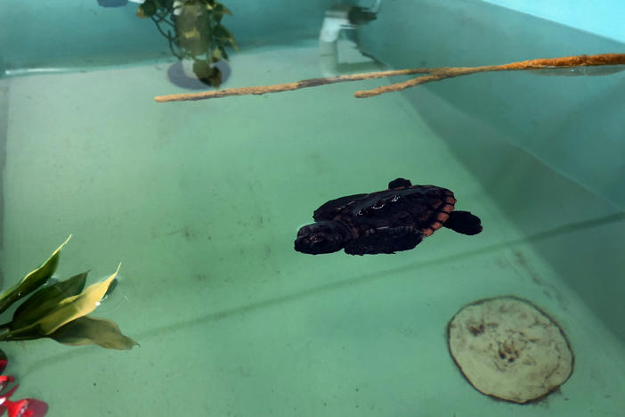 Neptune, a hatchling born on Aug. 8, is the new loggerhead ambassador at UGA's MAREX Aquarium. 