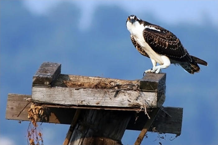 Human-made nesting platforms are one suggestion from Georgia regulators after a Chatham County contractor disturbed an osprey nest last week