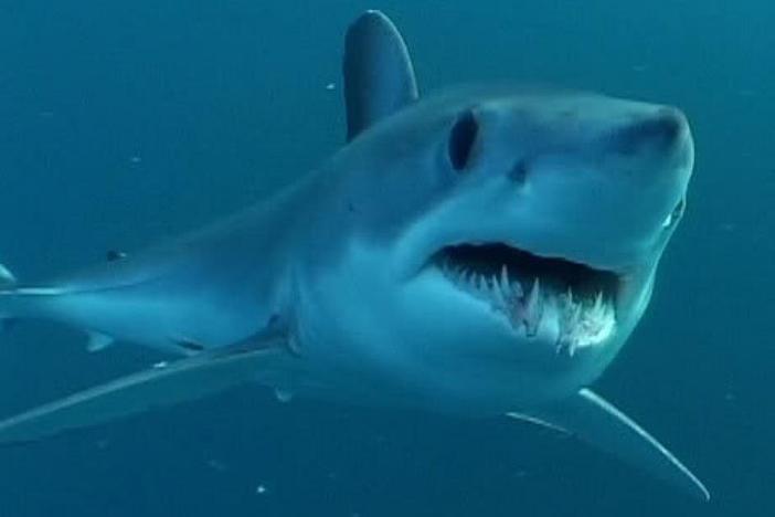 Atlantic Shortfin Mako Shark