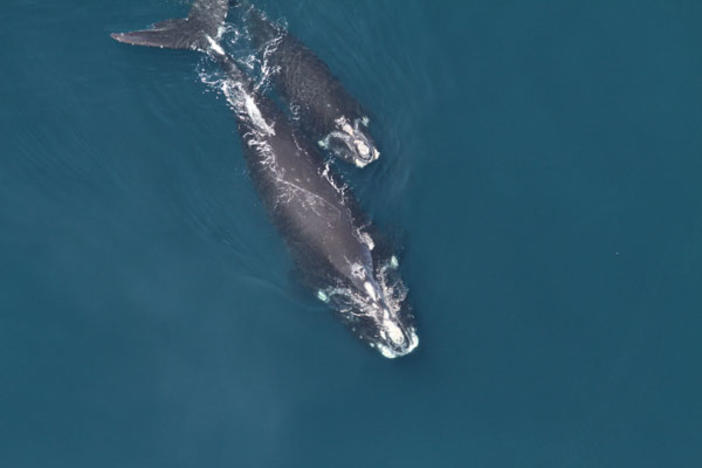 Atlantic Right Whale and calf