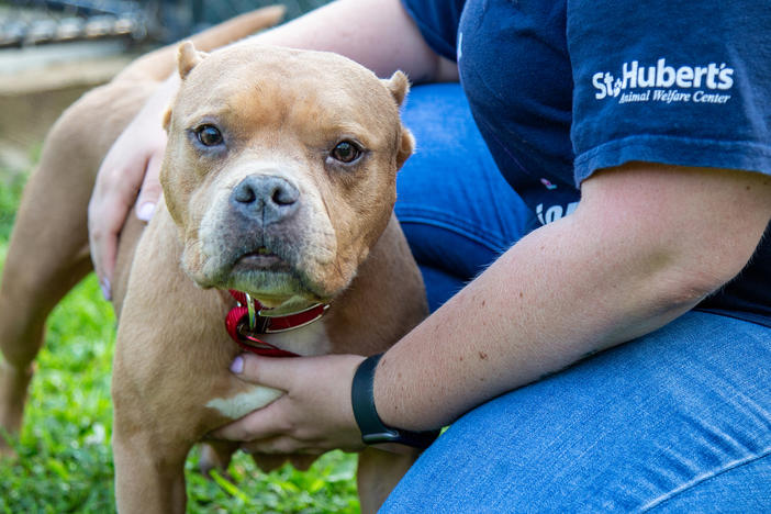 Wolf's pit bull Rosalynn Carter was the inspiration for her to start Pets Together.