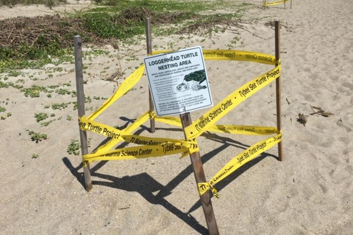 Sea turtle nest on Georgia's coast