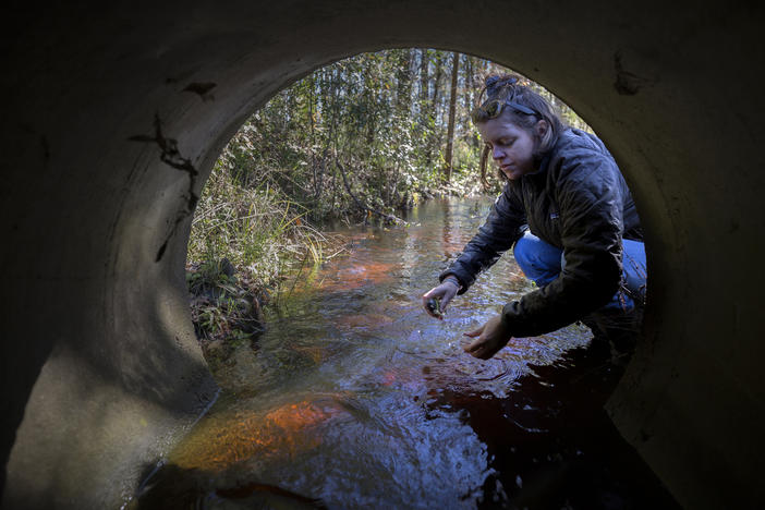 St. Mary's Riverkeeper Anna Laws tests the water in Horse Spring Creek for E. Coli. She's seen the levels drop as nearby septic systems are serviced or replaced.