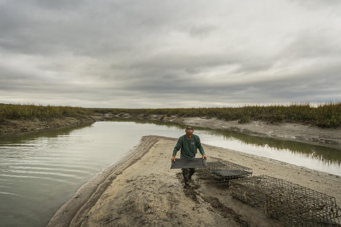 Earnest McIntosh, Sr. cleans a rack of tiny oysters in cages he and his son Earnest, Jr. tend near Harris Neck, Ga. 