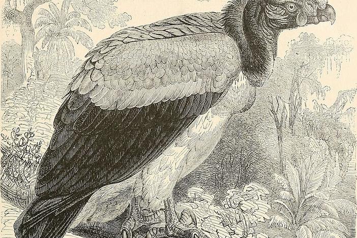 A king vulture drawn by Wirt Robinson, c. 1895.