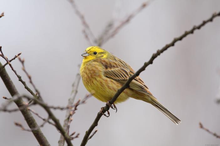 The Georgia Department of Natural Resources is taking applications for its Wildlife Viewing Grants Program through Jan. 15. The grants award up to $3,000 per project. 