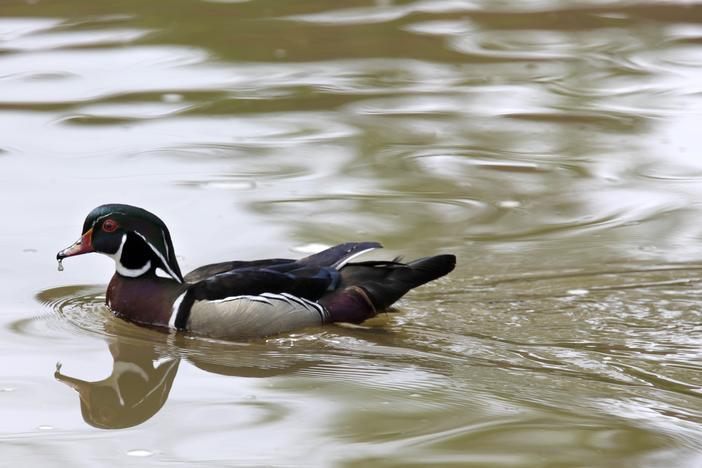 Regulators are now considering wood ducks and other species prevalent in Georgia in addition to mallards when they set the hunting season.