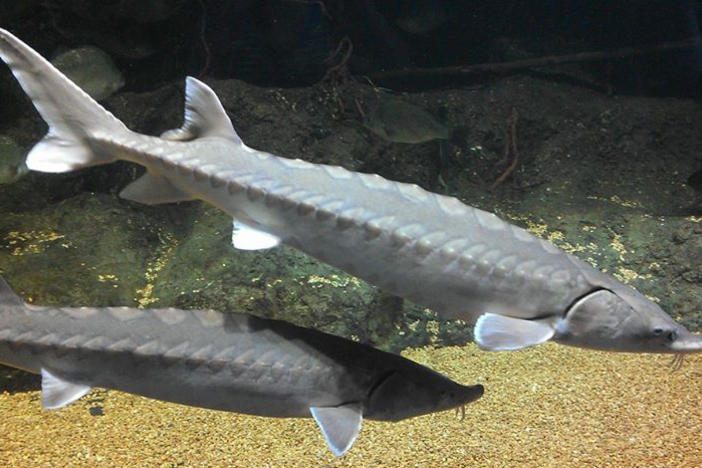 Endangered Atlantic Sturgeon grow To 14 feet, 800 pounds during 60-year life span.