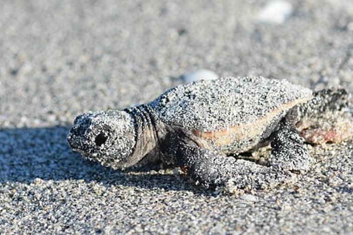 The National Park Service is working on a plan to protect sea turtles and other species from predators like raccoons and coyotes.