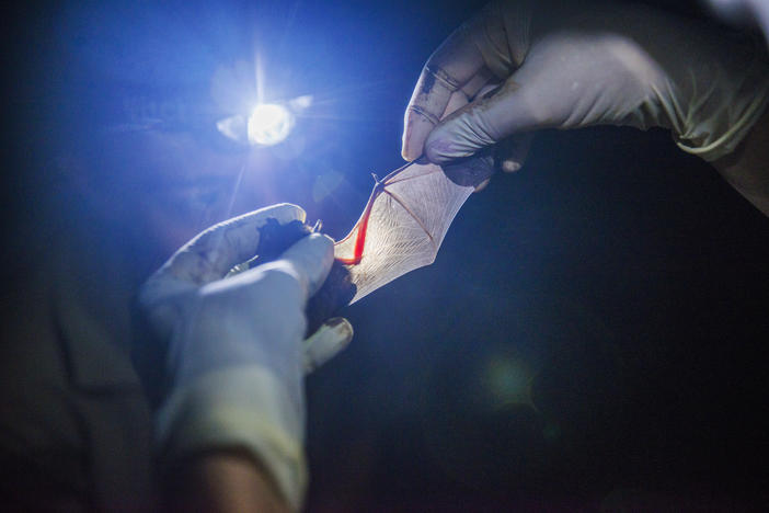 Georgia Department of Natural Resources wildlife technicians work with a bat during a population survey at the Ocmulgee National Monument in Macon in 2015.