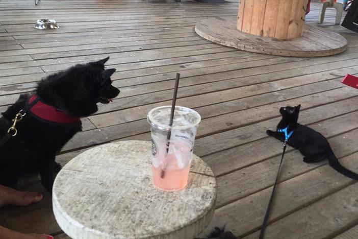 On Second Thought producer Sean Powers has trained his cat Alonso to walk outside on a leash, so he can be outdoors without being unattended. Here's Alonso next to a large dog at a coffee shop in Atlanta.