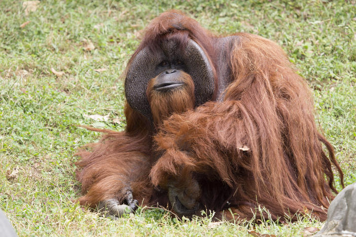 Chantek first came to Zoo Atlanta in 1997. He learned sign language during his time living with researchers at the University of Tennessee-Chattanooga. 