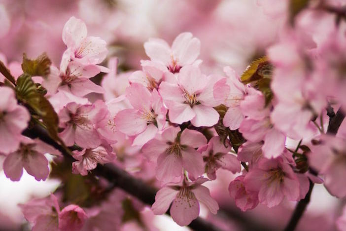 For 10 days, festival lovers are treated to an extravagant display of springtime color as they visit Macon to participate in the annual Cherry Blossom Festival.