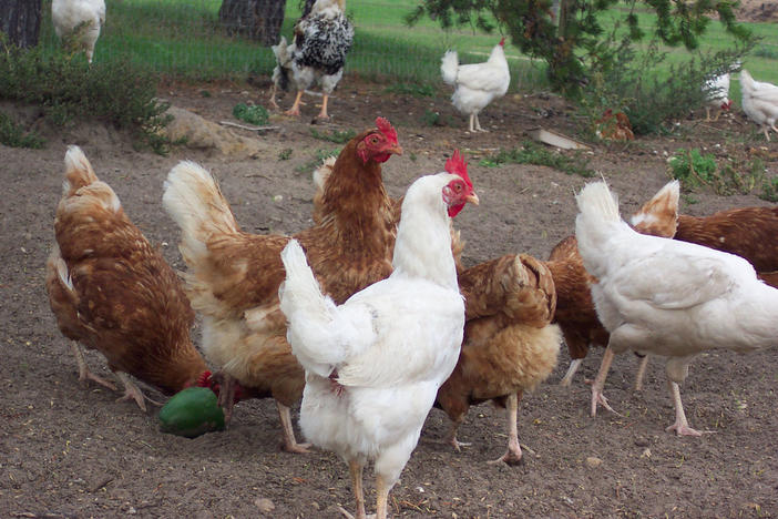 Chickens stand around in a farm house.