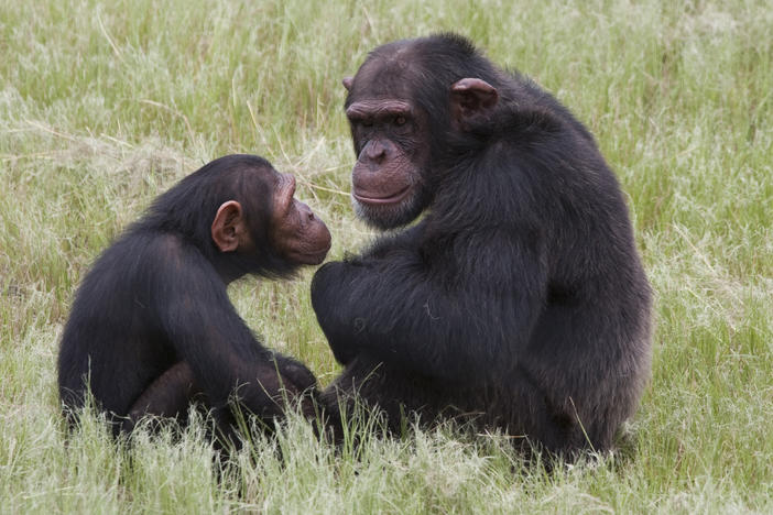 A pair of chimpanzees sit in an enclosure at the Chimp Eden rehabilitation center, near Nelspruit, South Africa.