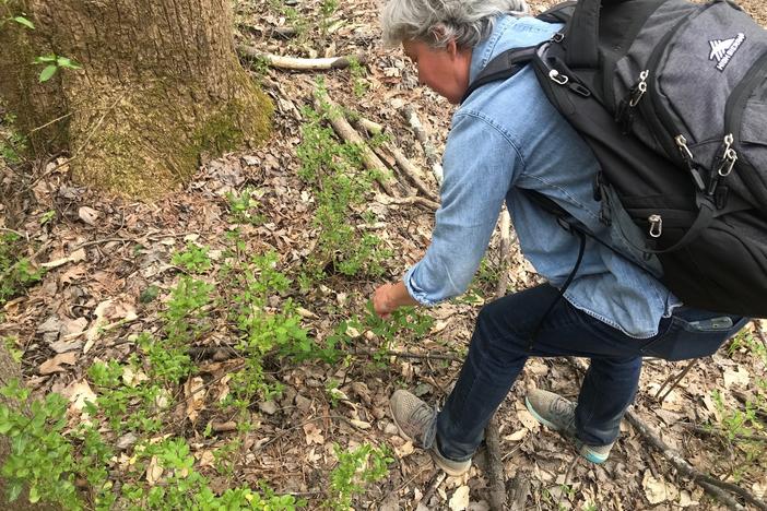 Kathryn Kolb with Eco Addendum describes some of the plants in Lionel Beecher Hills Park.