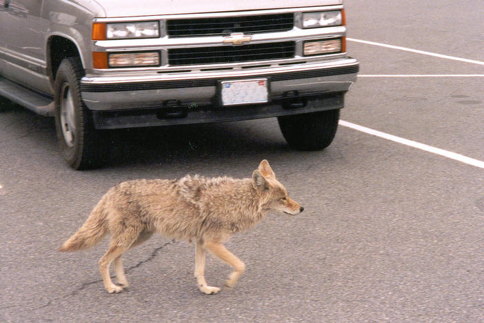 Georgia is promoting a plan to stage a coyote-killing contest in metro Atlanta.