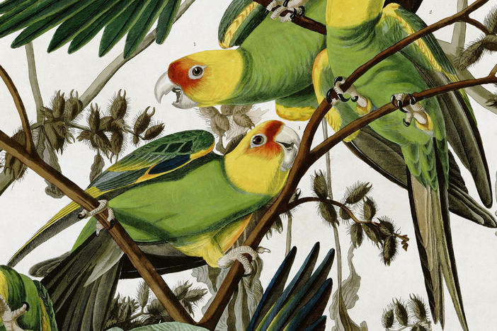 The last Carolina Parakeet died in captivity at the Cincinnati Zoo in 1918.