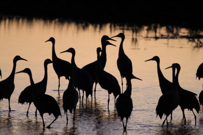 Sandhill cranes roosting knee deep in a middle Georgia winter pond. 