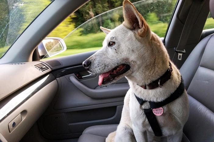 Sen. Kay Kirkpatrick is proposing legislation that would protect people from a lawsuit if they damage a vehicle to rescue an animal in danger.