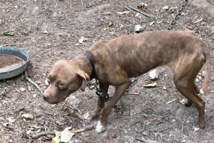 A dog found chained on Polk County property in August 2017 led to the conviction of Devecio Rowland on 214 counts of dog fighting and animal cruelty.