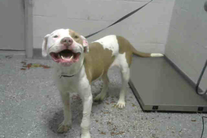"Dot" is available for adoption through LifeLine Animal Project.