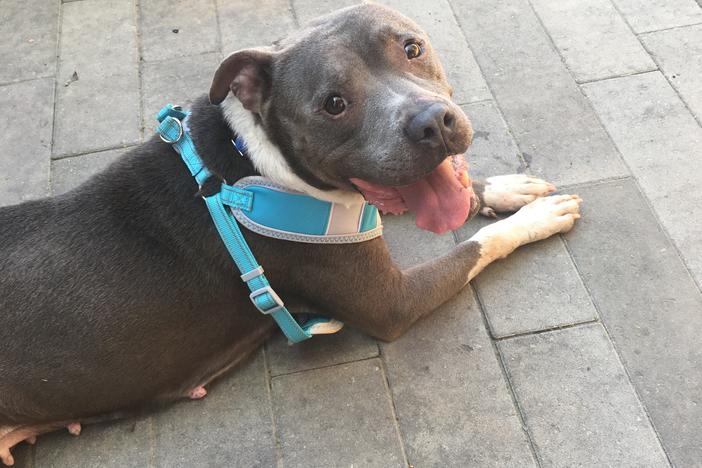 Eliza Jane is settling into her new home in Atlanta. She's keeping her new humans company during the coronavirus pandemic.