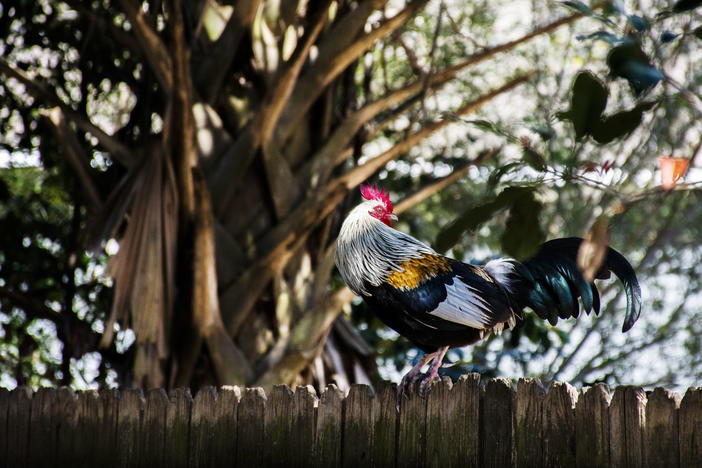 There are several hundred of the birds living wild in the South Georgia town of Fitzgerald.