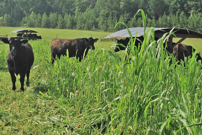 Cows foraging for oats