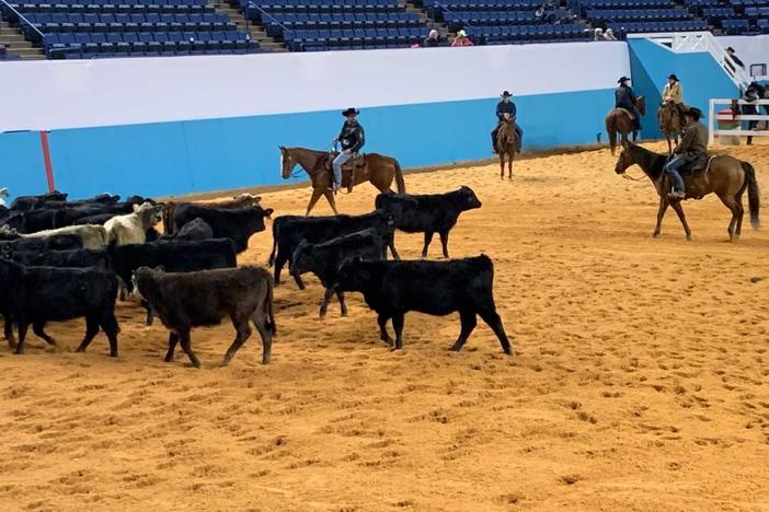 A cutting horse rounds up cattle at The Augusta Futurity.