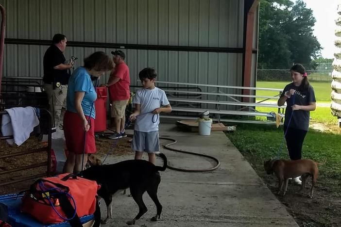 Volunteers assist in caring for evacuated animals at Glynn County Animal Control. 