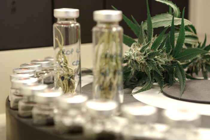 A strain of high-cannabidiol marijuana is used to create extracts used in experimental epilepsy treatments.
