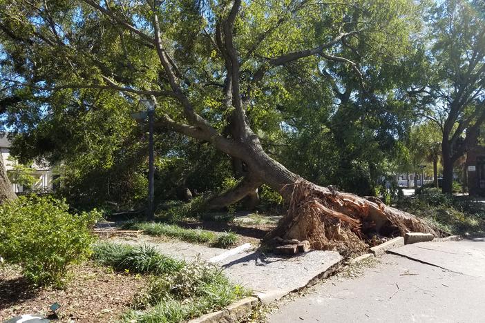 A tree in downtown Savannah uprooted by Hurricane Matthew in 2016. Experts recommend checking on and pruning trees before hurricane season.