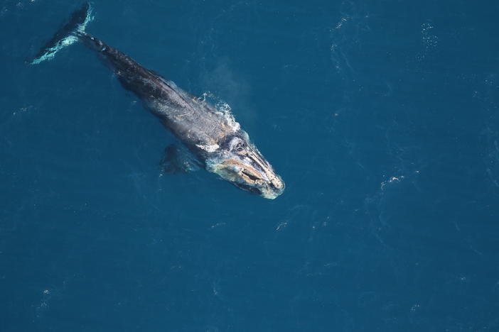 This injured and emaciated right whale was photographed off Jekyll Island in 2018. This season's first whale has been spotted in Florida.