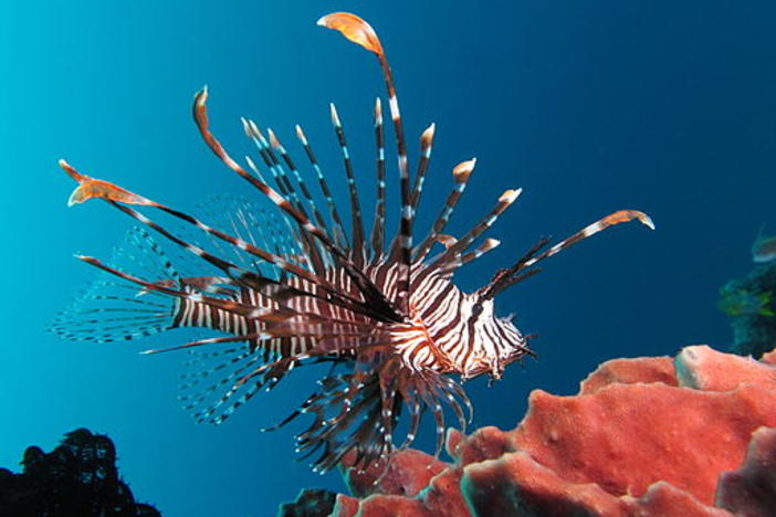 The exotic and invasive lionfish is on the menu at A Fishy Affair, benfitting the Gray's Reef National Marine Sanctuay Foundation