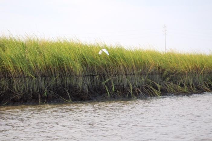 Oil found in marsh on the Georgia coast.