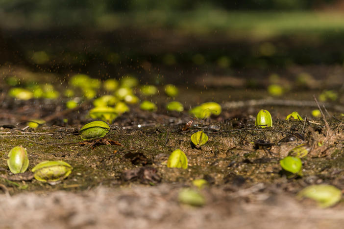 Pecans lie on the ground at Thomas L. Mason's pecan grove near Fort Valley