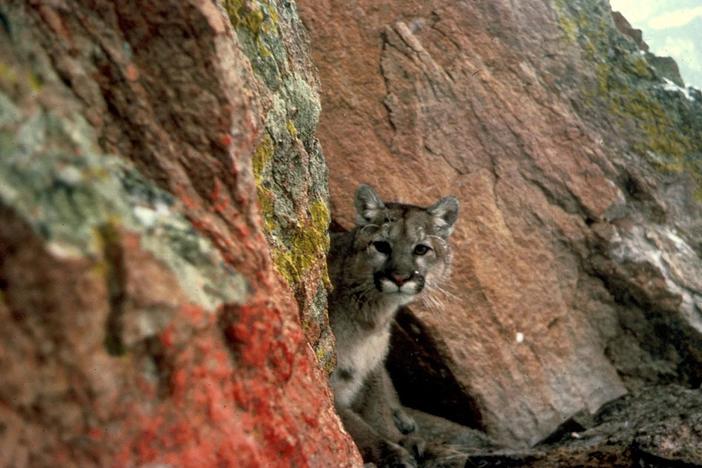 Eastern Cougars Officially Extinct Still Sighted Georgia Public
